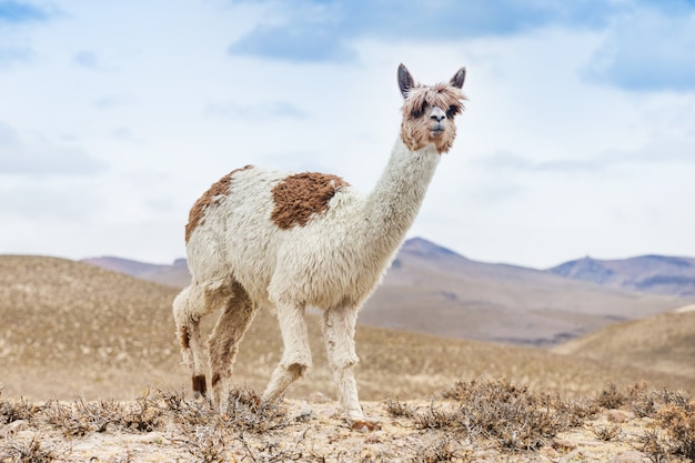 Lamas in andes mountain