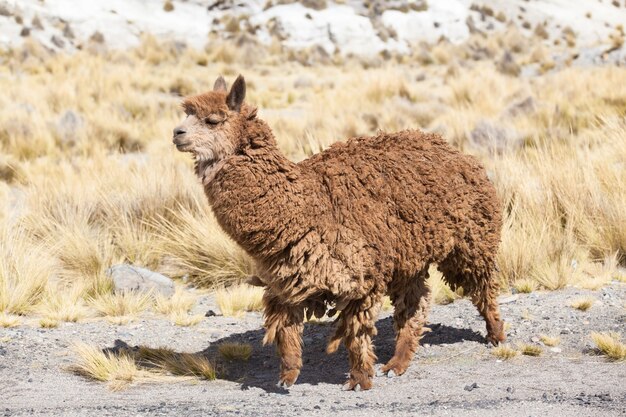 Lamas in Andes,Mountains, Peru