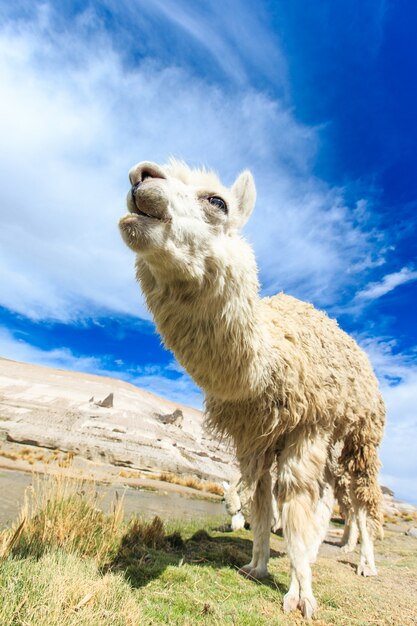 Lamas in Andes,Mountains, Peru