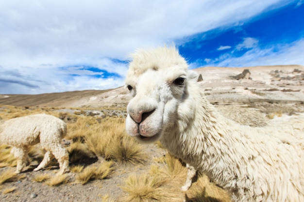 Photo lamas in andes,mountains, peru