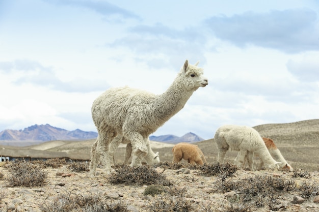 Photo lamas in andes,mountains, peru