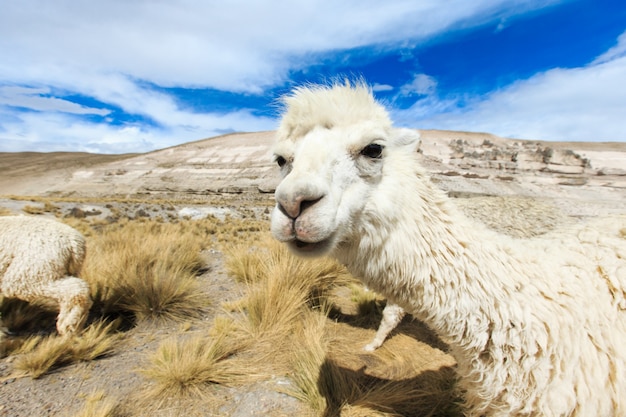 Lamas in Andes,Mountains, Peru