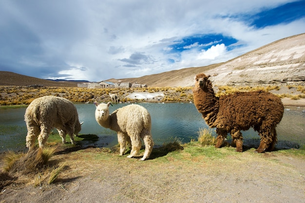 Photo lamas in andes,mountains, peru