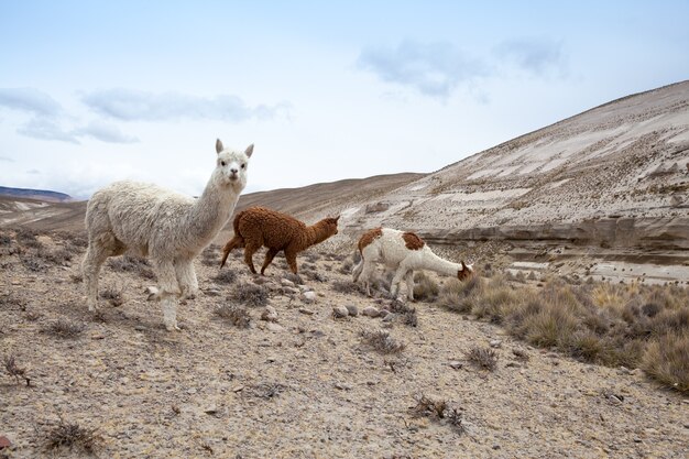 Lamas in Andes,, Peru