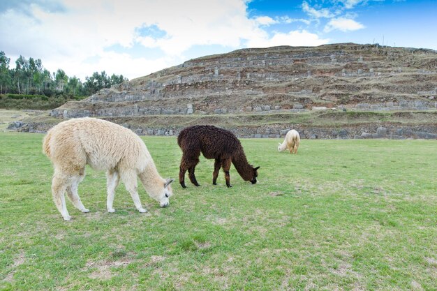 Lamas in AndesMountains Peru