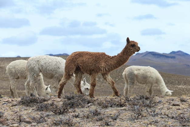 Lamas in AndesMountains Peru