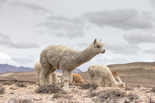 Lamas in AndesMountains Peru