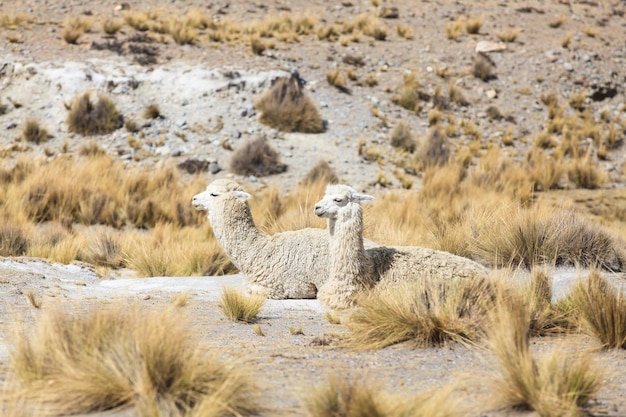 Lamas in AndesMountains Peru