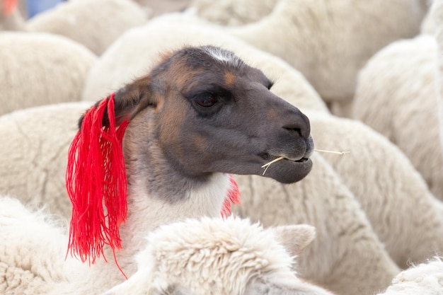 Lamas in AndesMountains Peru