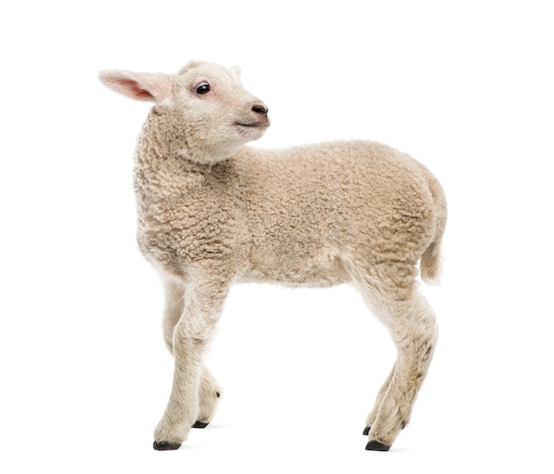 Lamb (8 weeks old) isolated on white