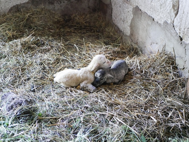 Lamb cannot stand after birth