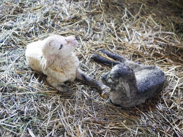 Lamb cannot stand after birth