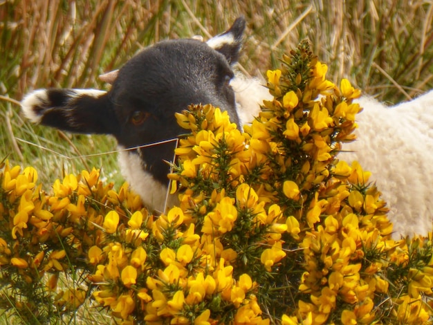 Lamb eating in stornoway