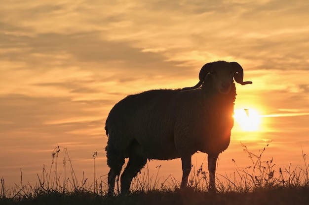 Lamb on the field sunset Copy space