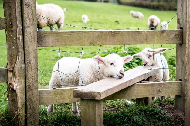 Photo lamb on field