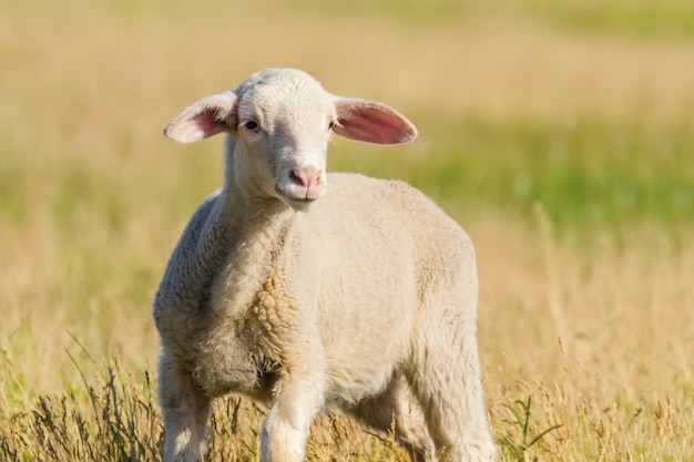 Lamb Grazes in a Meadow, Lamb in a field