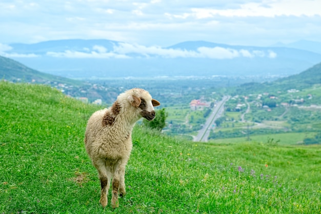 美しい風景を放牧する子羊