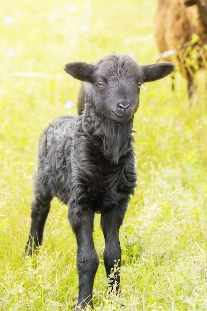 Lamb in a meadow