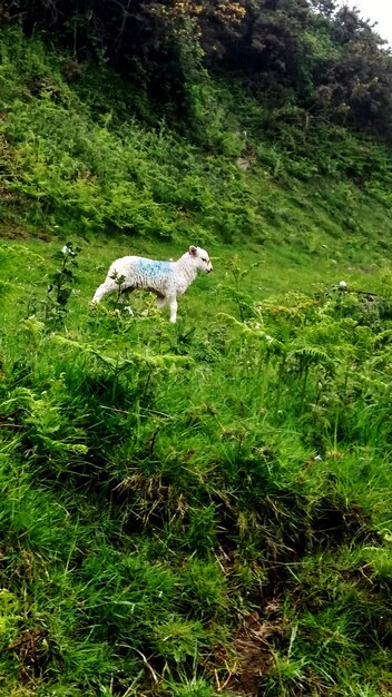 写真 草原にある子羊