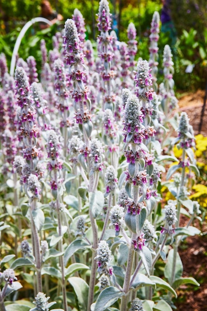 Photo lamb's ear purple flower on white stalk promising renewal of spring and hope in garden of life