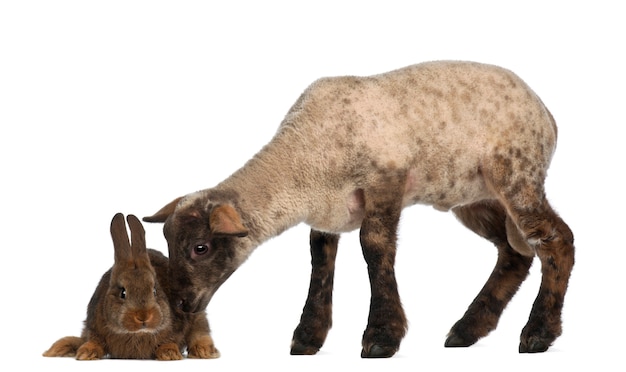 分離された子羊のスニッフィングウサギ