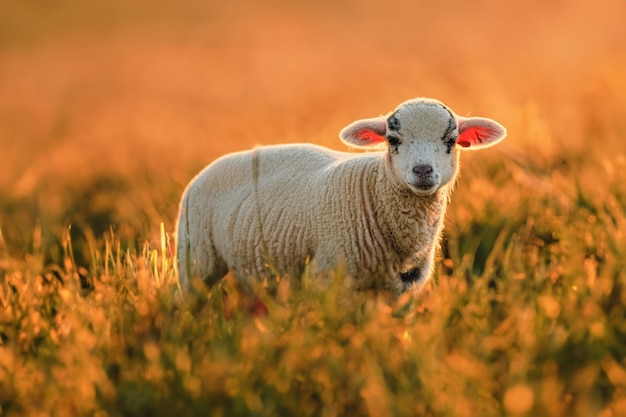 The lamb stands on the field sunset