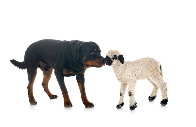 Lamb Valais Blacknose and rottweiler