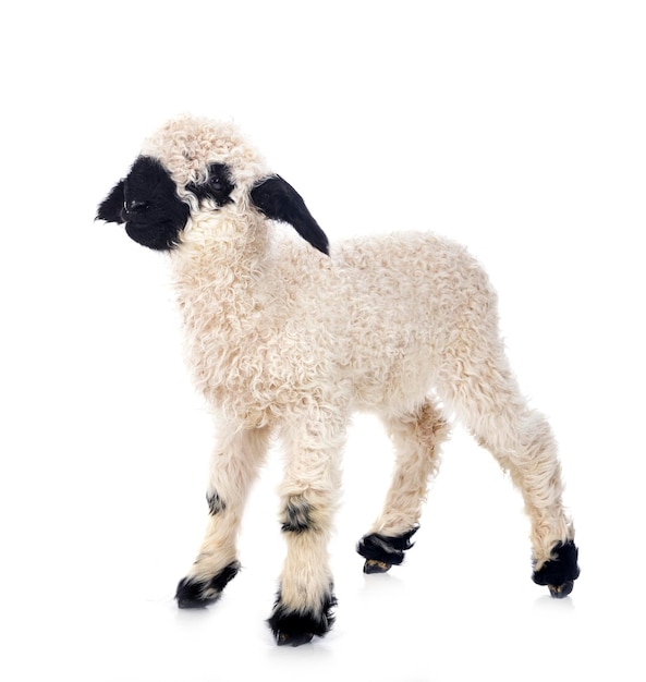 Lamb Valais Blacknose in studio