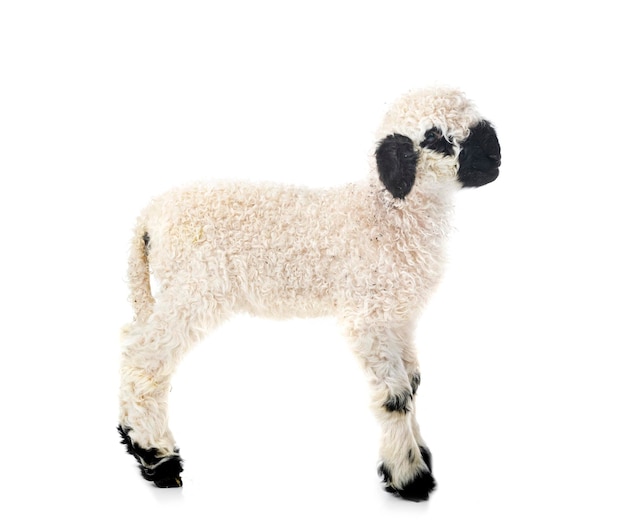 Lamb Valais Blacknose in studio