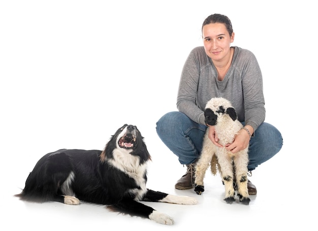 lamb Valais Blacknose and woman farmer in front of white background