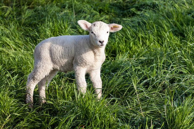 Lamb