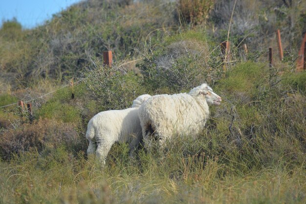 Lambs in Argentine Patagonia