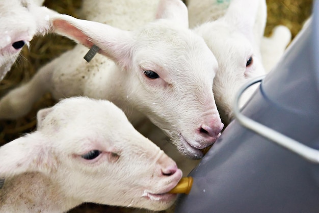 Lambs drinking milk from bucket on farm