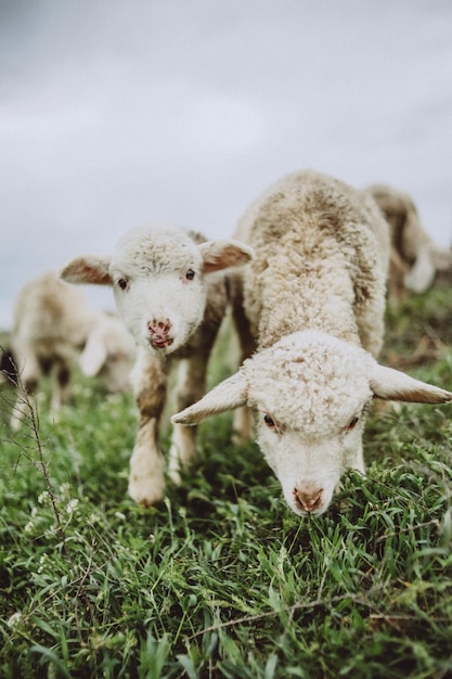 Photo lambs on grassy field