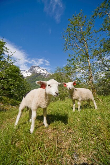 Photo lambs ovis gmelini aries