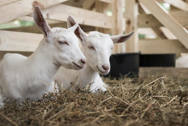 Photo lambs in pen