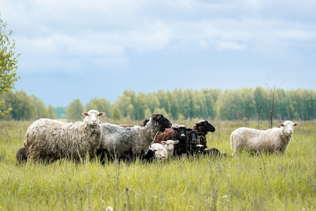 Lambs and sheep in green grass