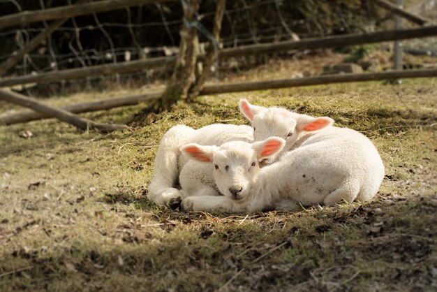 Lambs sleeping in the field