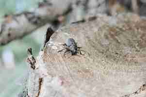 Photo lamia textor - weaver beetle insect on a tree bark