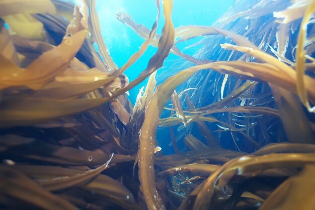 ラミナリア 海藻 海底写真 海のサンゴ礁 塩水