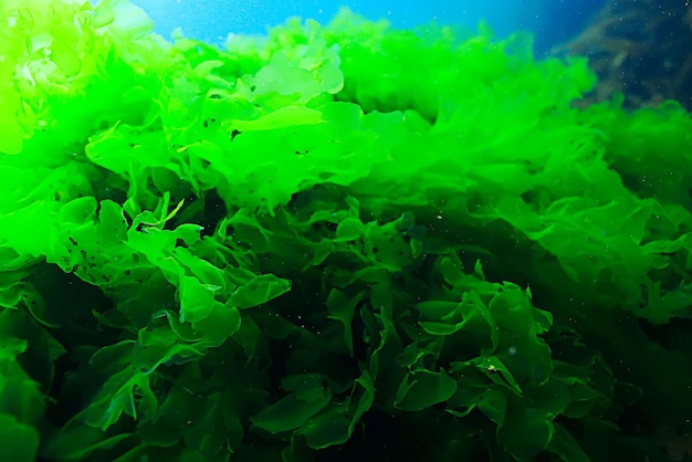 laminaria zeekool onderwater foto oceaan rif zout water