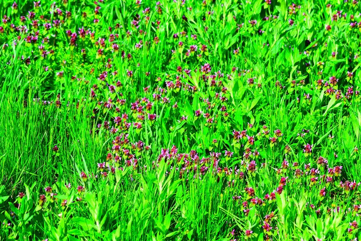 Фотография lamium purpureum цветет в саду