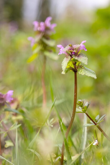 Foto lamium purpureum, ortica morta viola che cresce nel prato