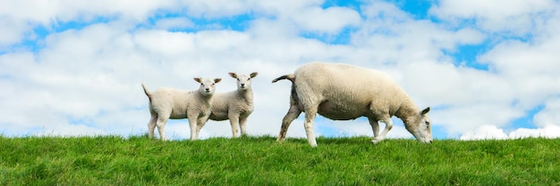 Lammen en schapen op de Nederlandse dijk bij het IJsselmeer