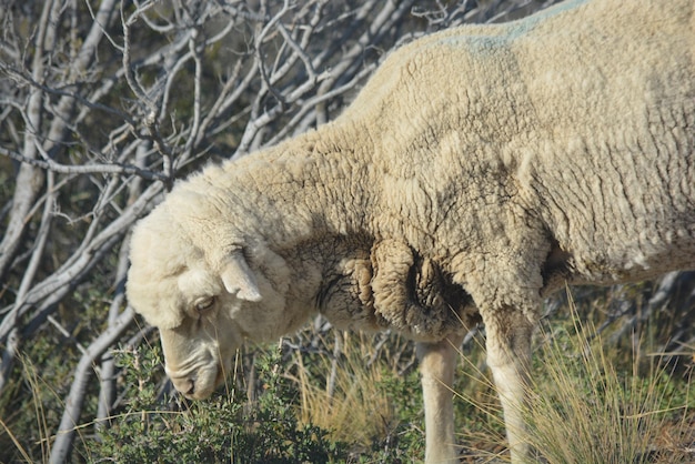 Lammen in het Argentijnse Patagonië