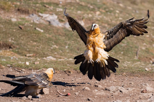 Lammergeier Gypaetus barbatus Лерида Испания