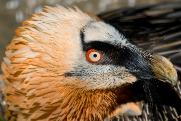 Lammergeier Specimen