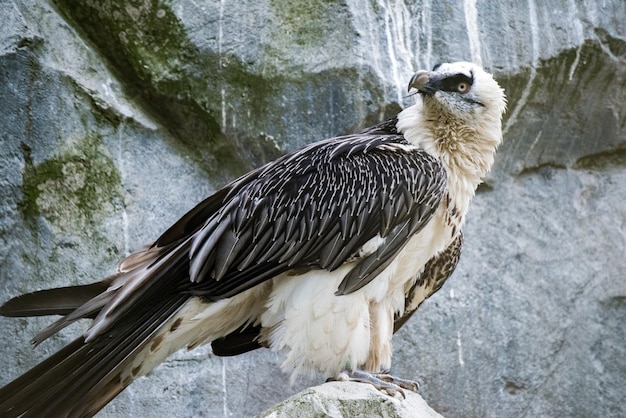 Lammergeyer ossifrage vulture buzzard