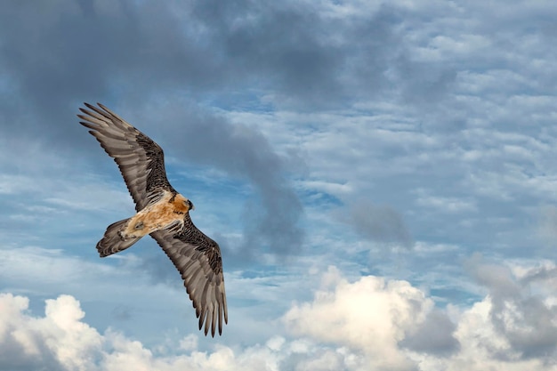 Lammergeyer vulture buzzard portrait on deep blue sky