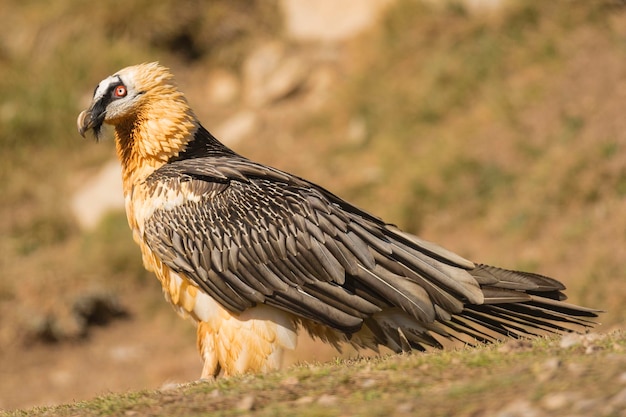 Lammergier Gypaetus barbatus Lerida Spanje